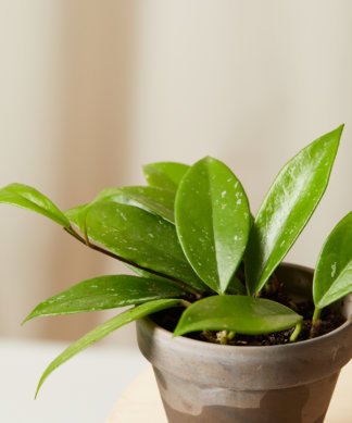 bloomscape_tough-stuff_collection_hoya-green-324x389-1 Buy Homeforest Potted Tough Stuff Collection