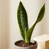 Buy Homeforest Potted Tough Stuff Collection