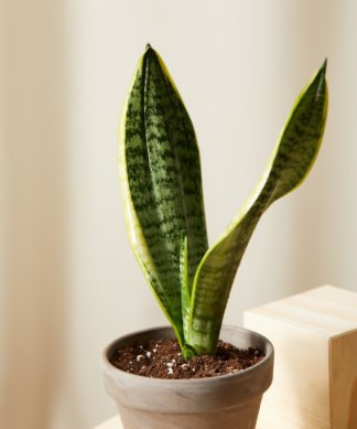 bloomscape_tough-stuff_collection_sansevieria-324x389-1 Buy Homeforest Potted Tough Stuff Collection
