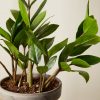 Buy Homeforest Potted Tough Stuff Collection