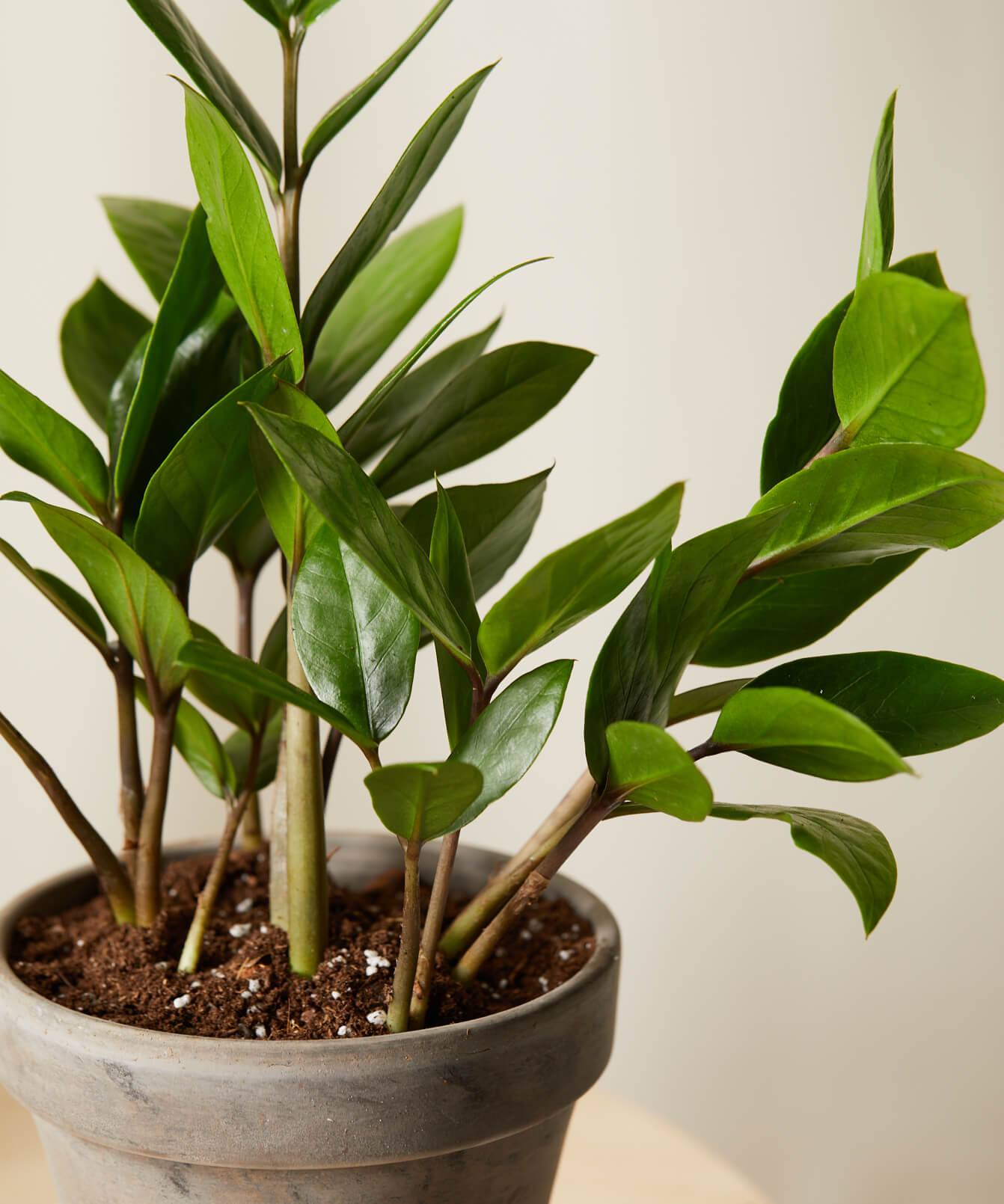Buy Homeforest Potted Tough Stuff Collection Buy Homeforest Potted Tough Stuff Collection