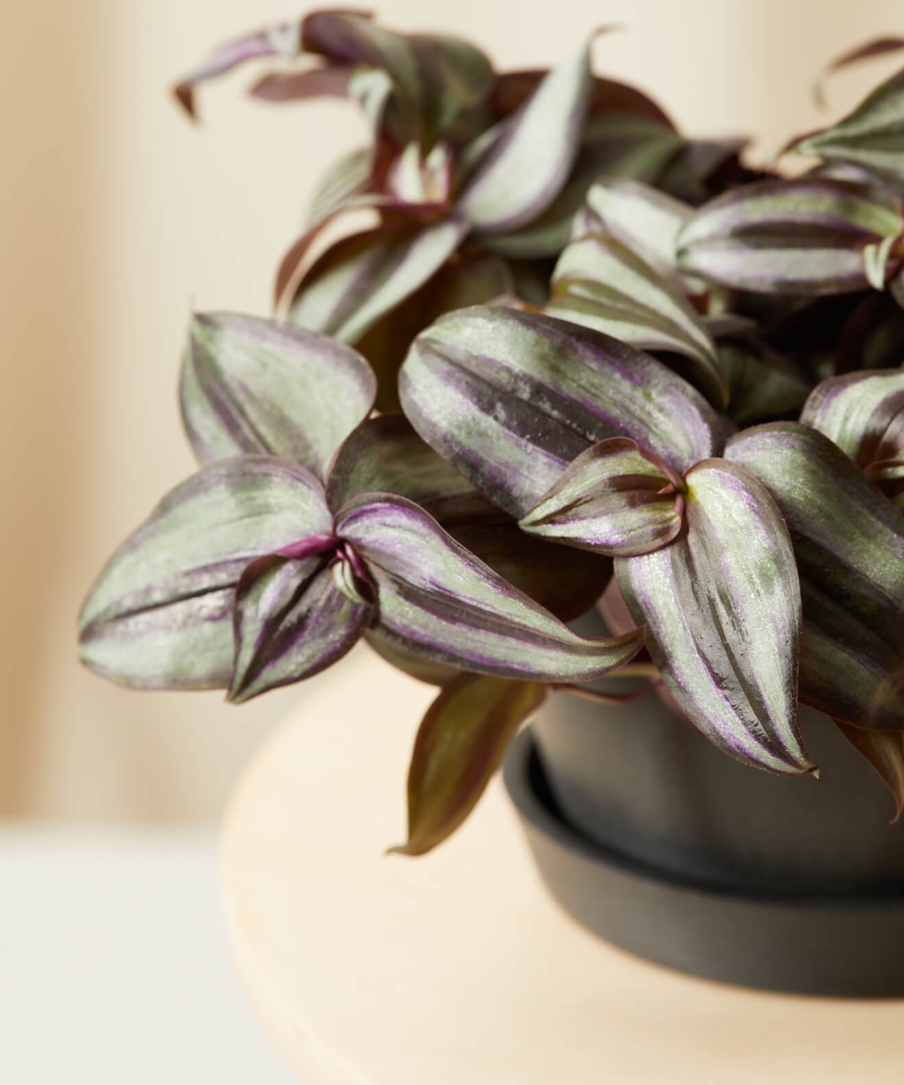 bloomscape_tradescantia-zebrina_alt_detail
