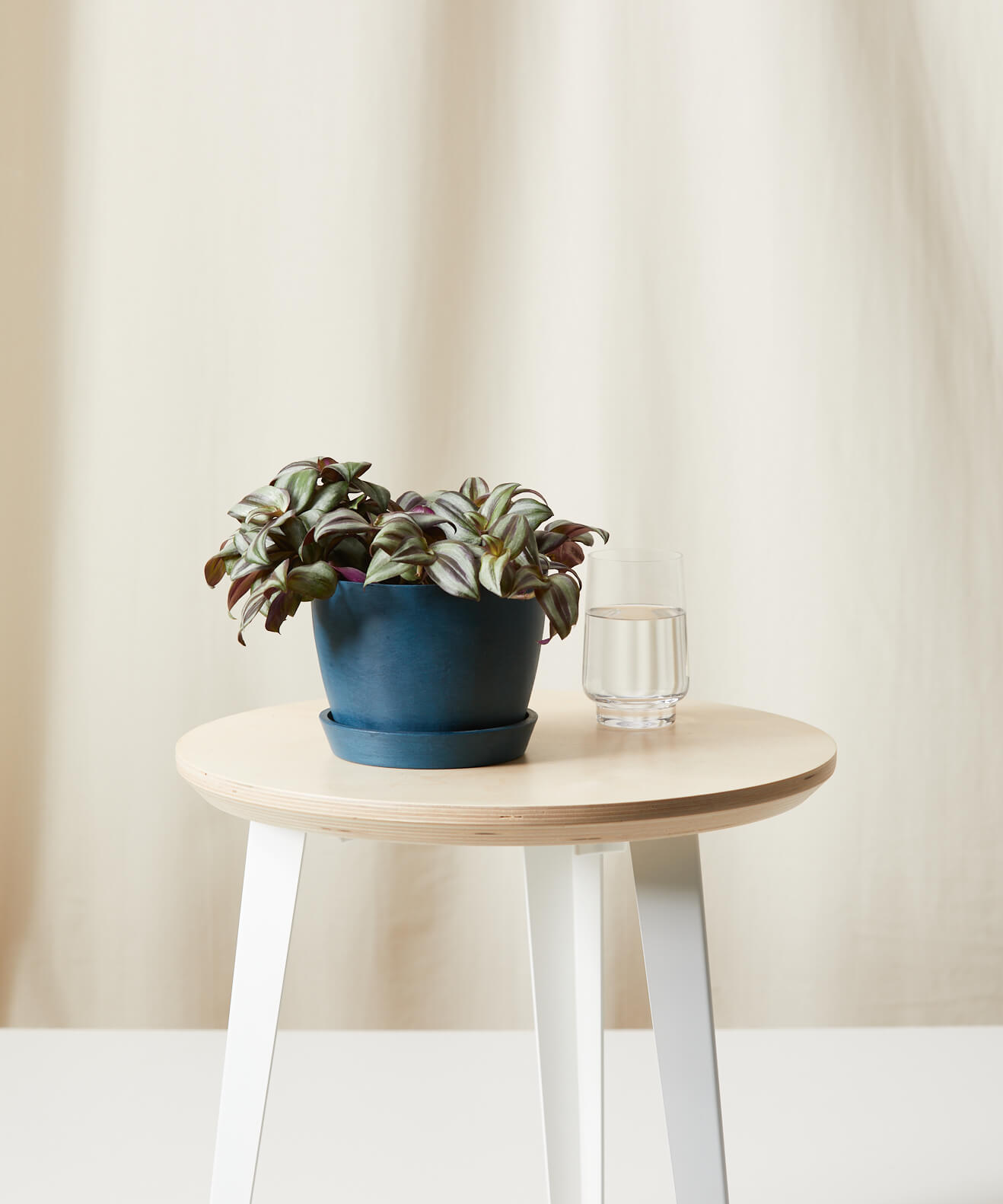 bloomscape_tradescantia-zebrina_indigo