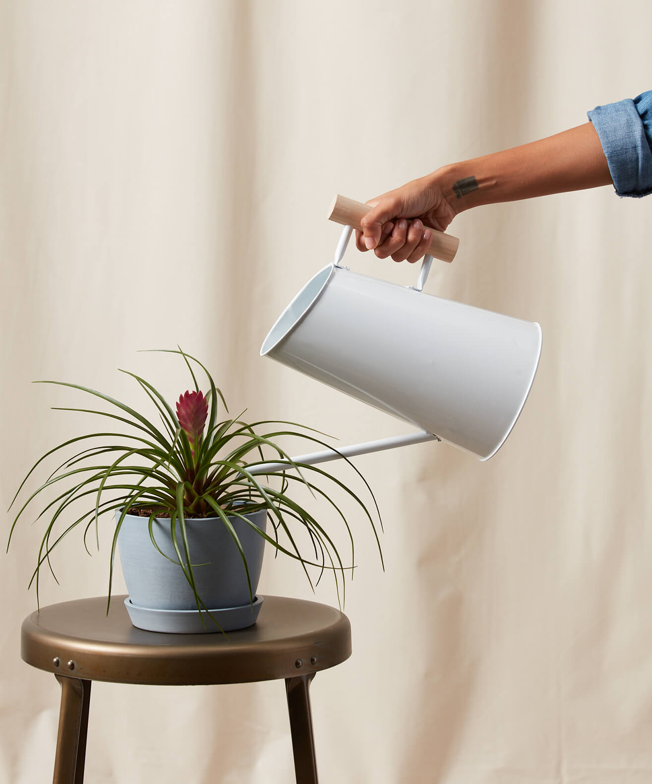 bloomscape_watering-can_large_2 Buy Homeforest Large Watering Can
