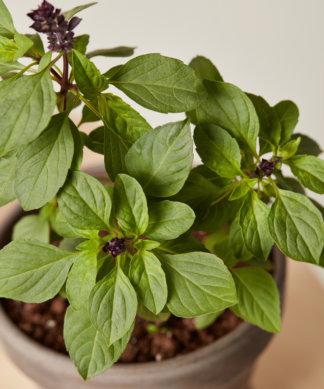 Buy Homeforest Potted Cinnamon Basil