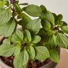 Buy Homeforest Potted Cinnamon Basil