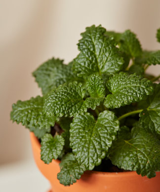 Buy Homeforest Potted Lemon Balm