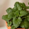 Buy Homeforest Potted Lemon Balm