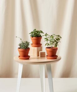 Buy Homeforest Potted Wellness Collection
