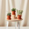 Buy Homeforest Potted Wellness Collection