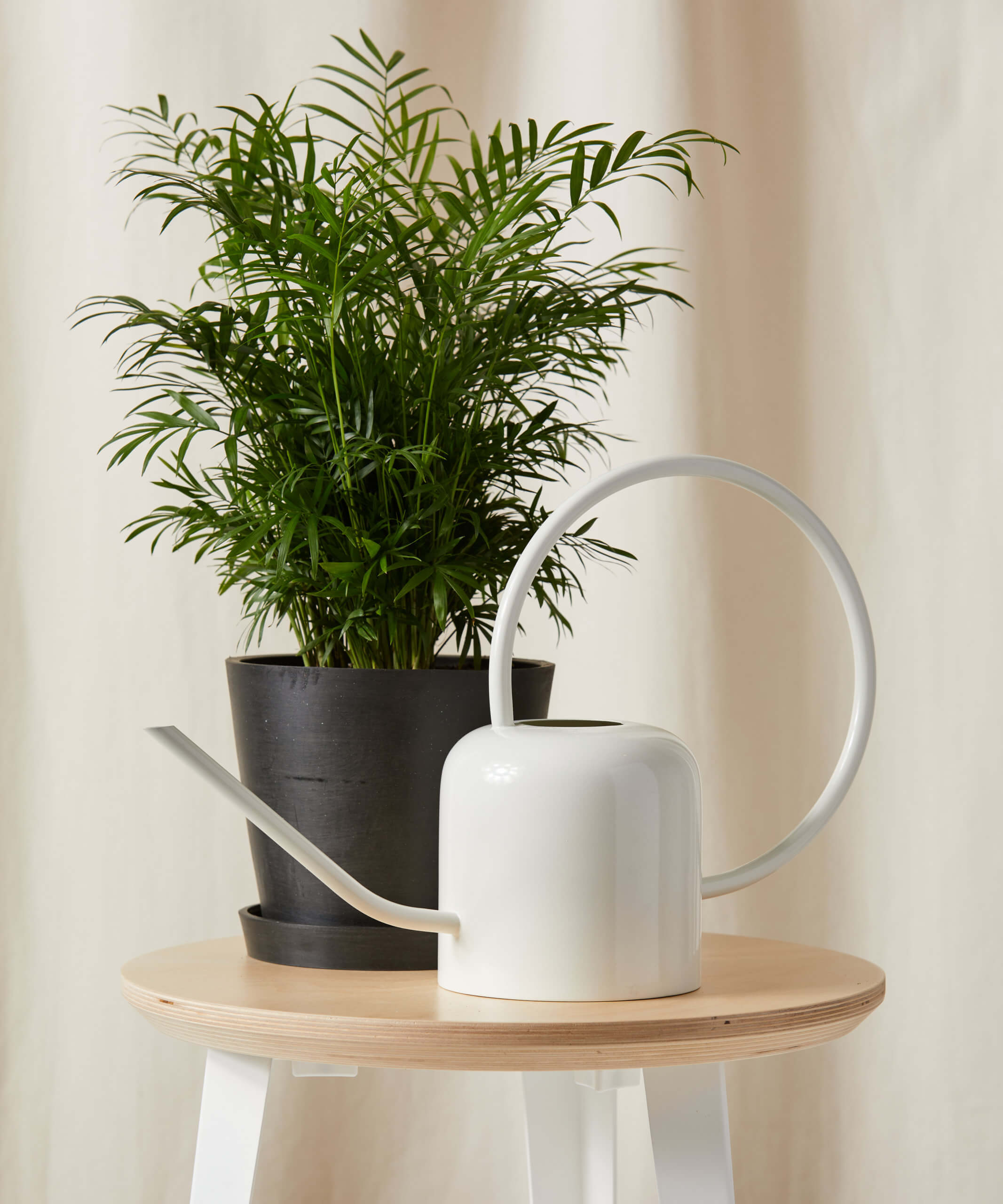 Buy Homeforest White Watering Can Buy Homeforest White Watering Can