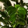 Buy Homeforest Potted ZZ Plant