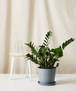 Bloomscape Large ZZ Plant potted in Slate Ecopot.