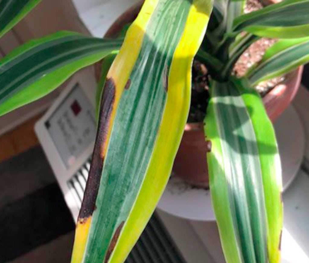 đốm nâu trên cây dracaena