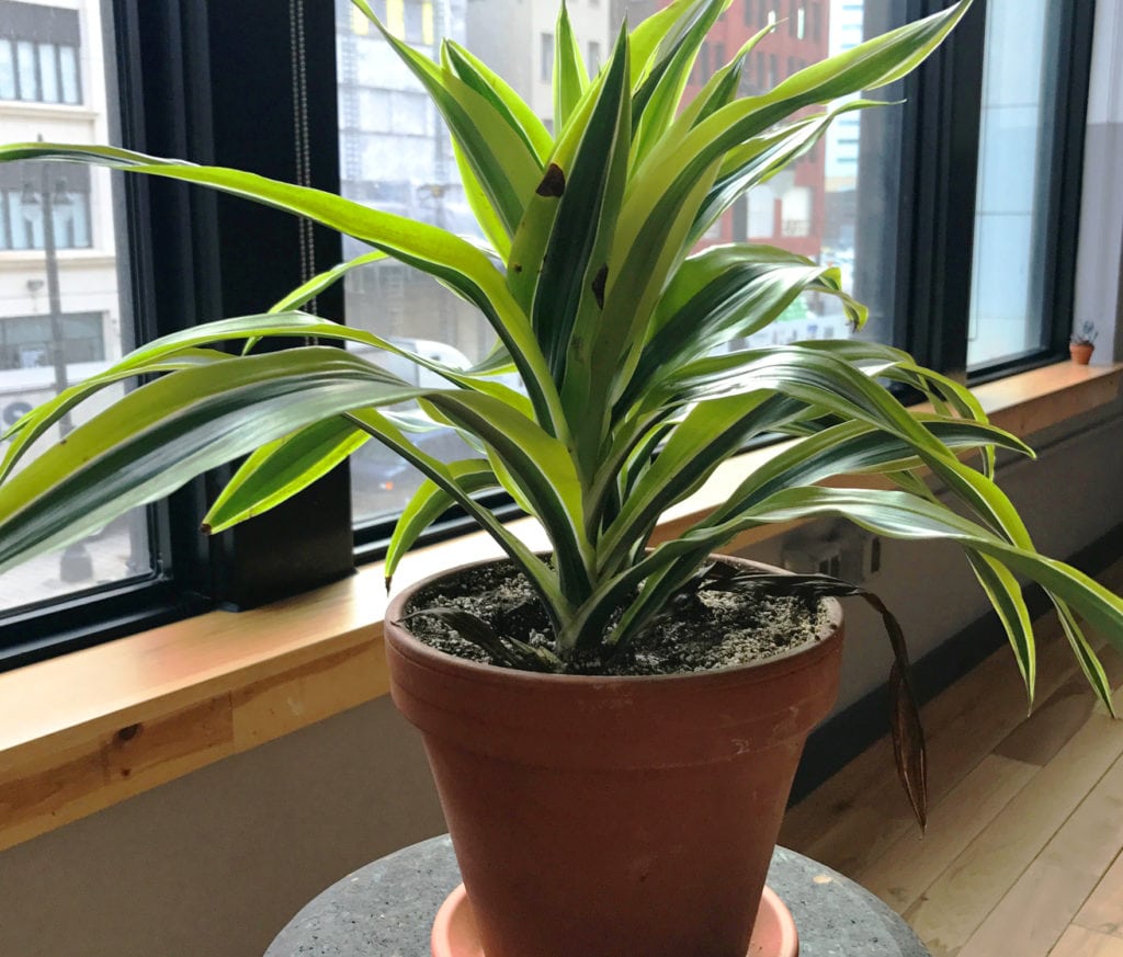 đốm nâu trên cây dracaena