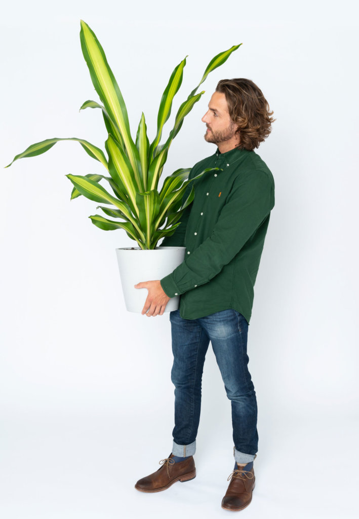easy-plants-dracaena-709x1024-2 The easiest houseplants, Dracaena Giganta