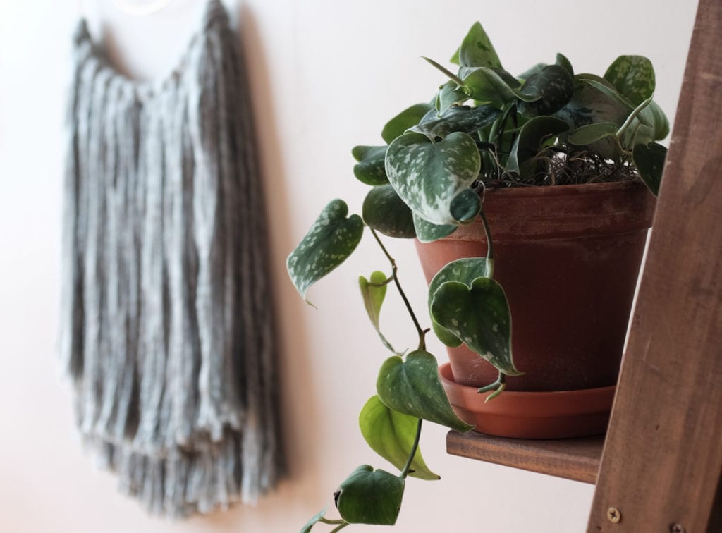 favorite-patterned-plants_0000_silver-satin-pothos-1024x756-2 favorite patterned plants, silver satin pothos