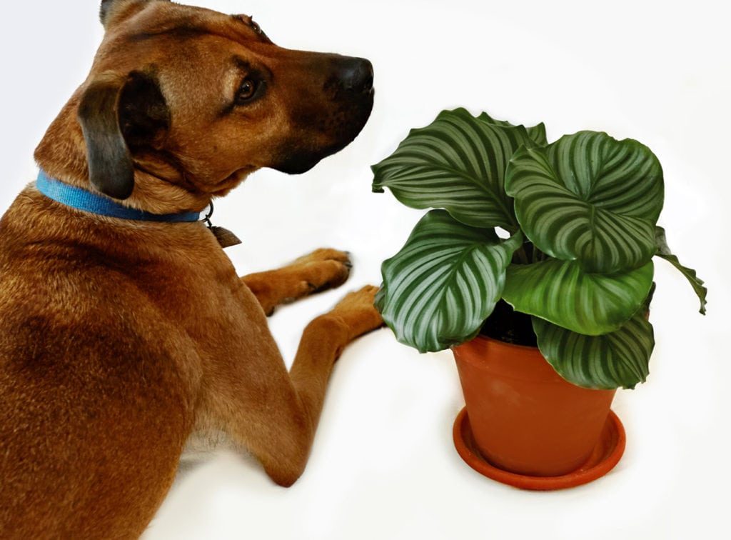 favorite-patterned-plants_0002_calathea-orbifolia-1024x756-2 favorite patterned plants, calathea orbifolia