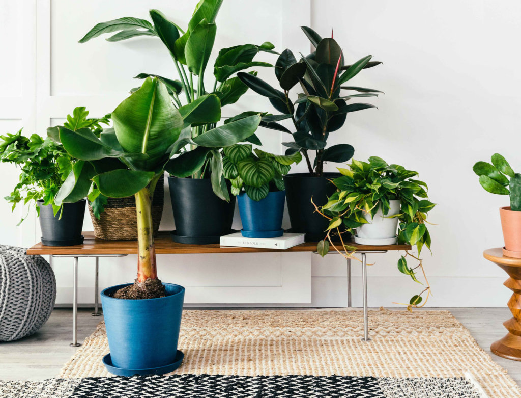 homepage-footer-banner-1-1024x781-2 Bloomscape Healthy Potted Indoor Plants Delivered