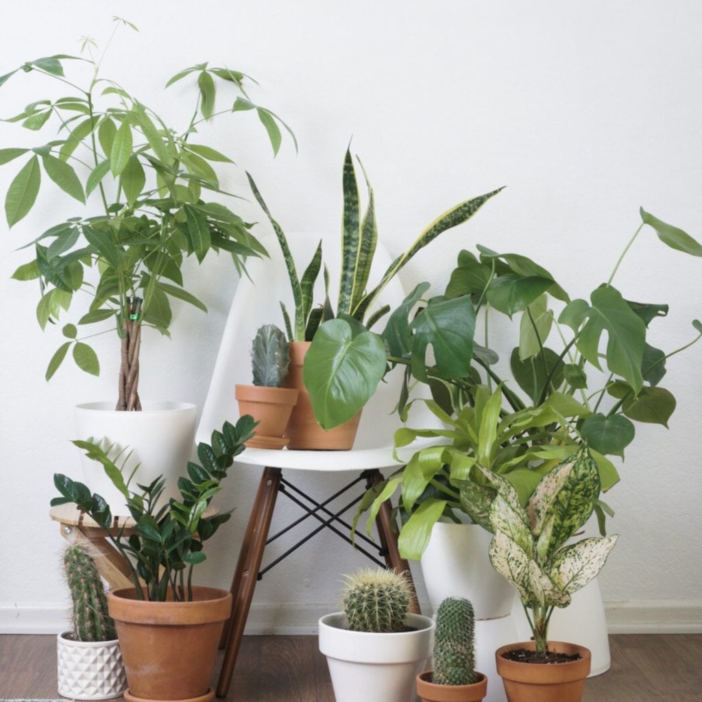 image1-1024x1024-2 Plant Life Series: An Artist’s Minimal Bohemian Apartment in Los Angeles