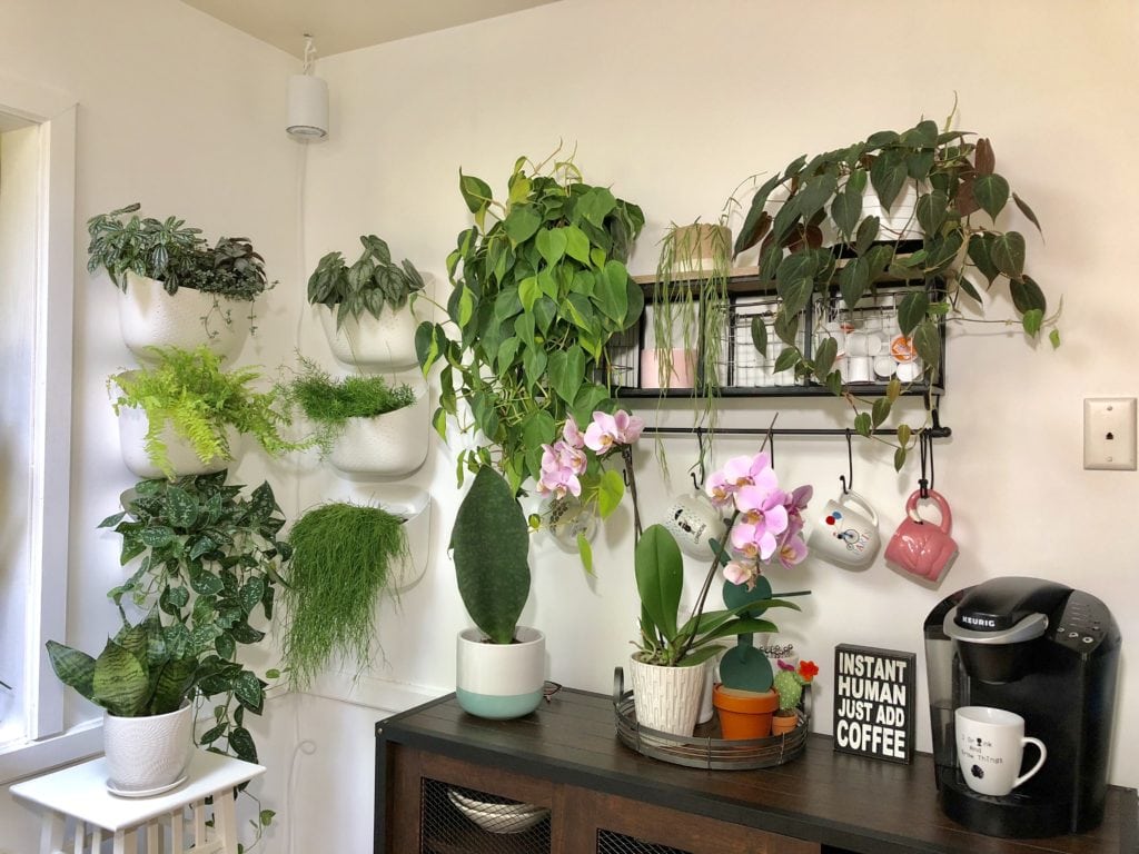 "thiên đường cây xanh" theo phong cách Bohemian hiện đại ở Chicago