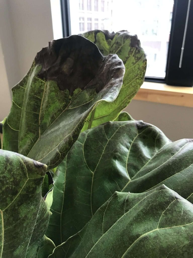 what's wrong with my Fiddle Leaf Fig