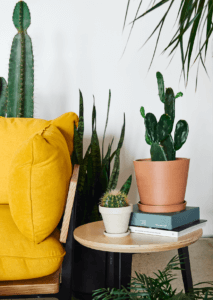 Bloomscape: Indoor Cactus Care 101