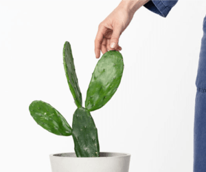Bloomscape: Indoor Cactus Care 101