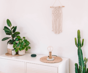 Bloomscape: Indoor Cactus Care 101