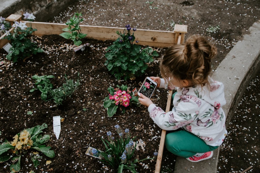 kelly-sikkema-iu3mkdoqxdm-unsplash-1024x683-2 A child takes a cell phone photo of a pink flower they have planted in a garden bed.
