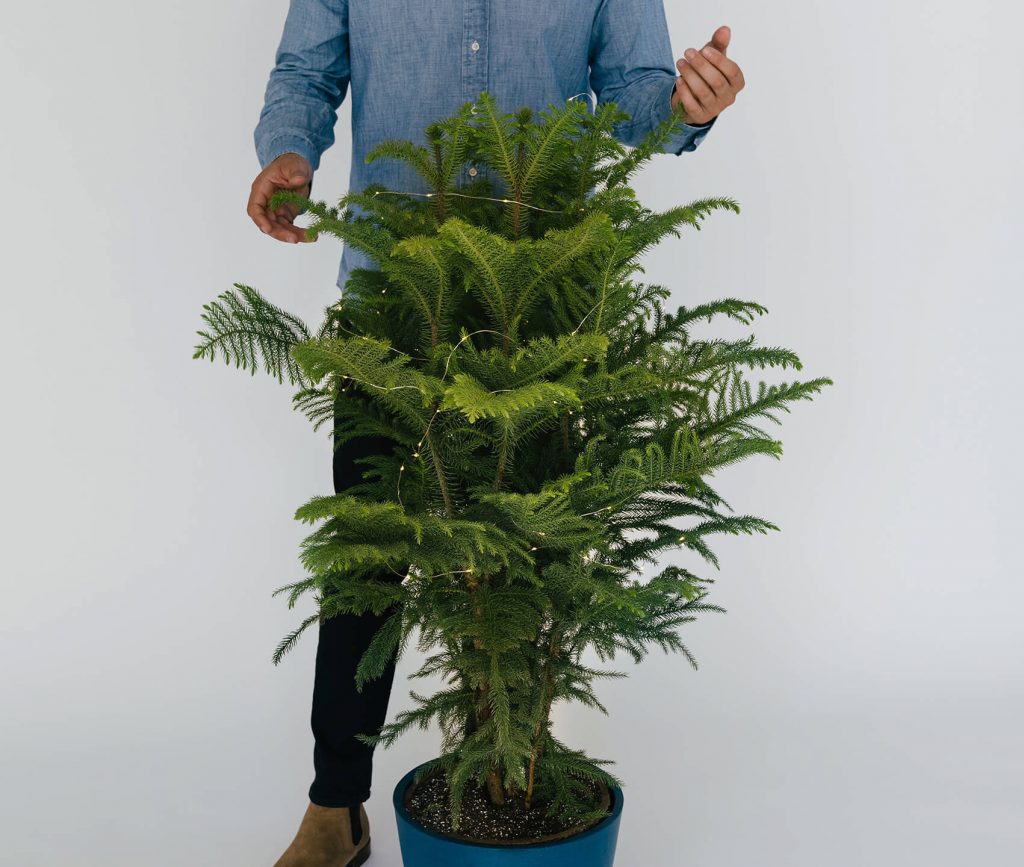 This Year, Choose a Living Christmas Tree | Bloomscape