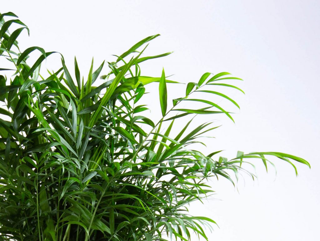 Plant Mom's Tips: Parlor Palm Care