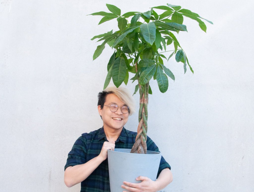 money-tree-plant-symbolism-benefits
