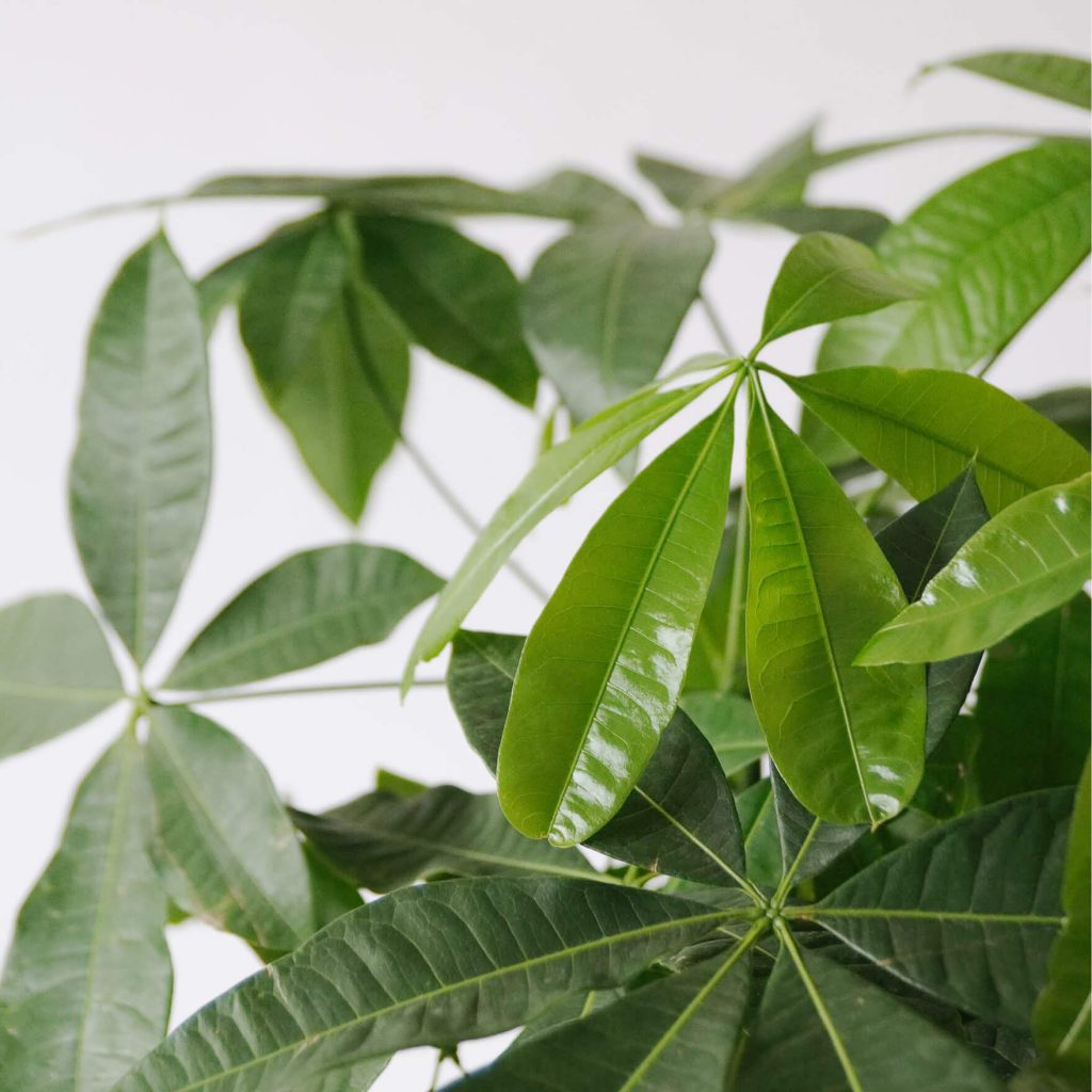 Symbolism and Benefits of The Chinese Money Tree Plant
