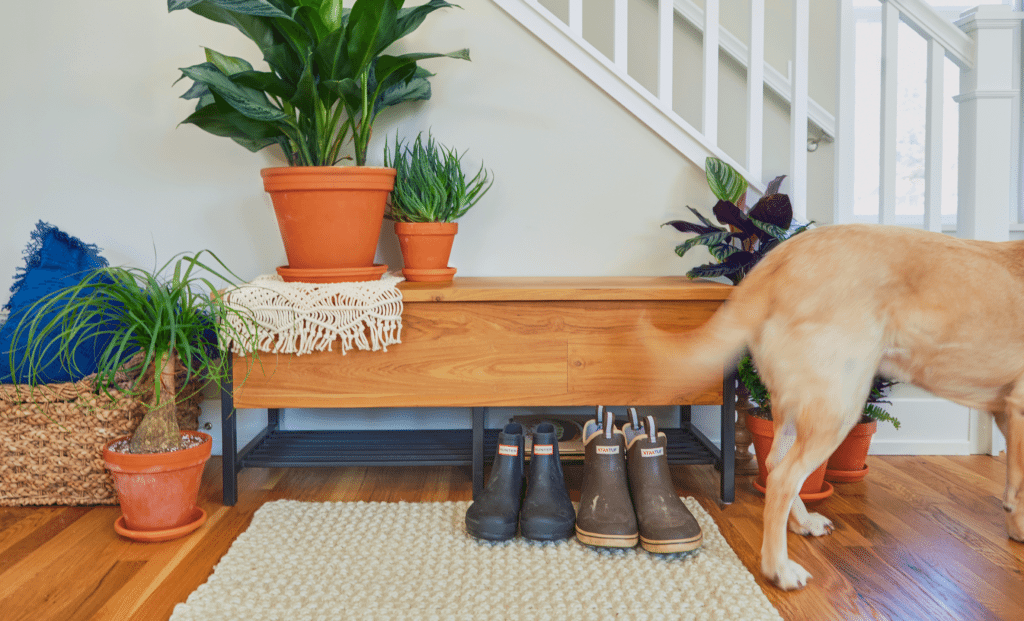 pet-friendly-plants-image-1b-1024x621-2 bloomscape pet friendly houseplants