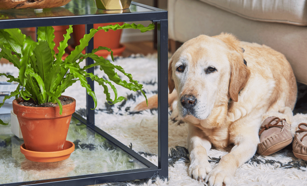 pet-friendly-plants-image-2b-1024x621-2 bloomscape pet friendly plants