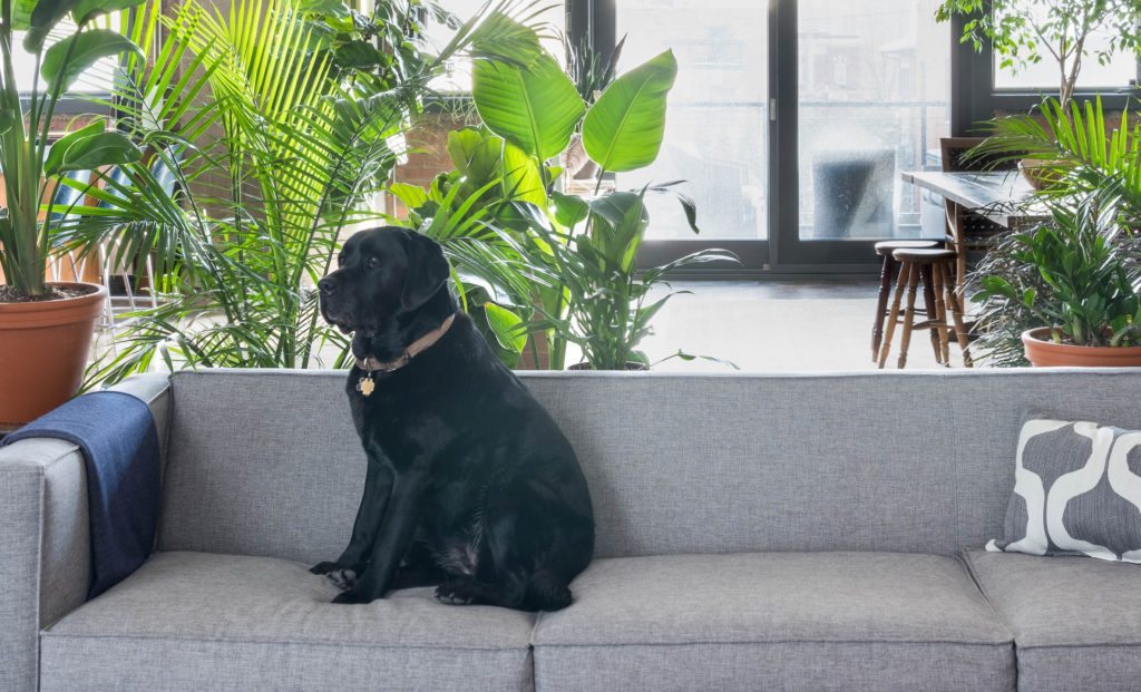 pet-friendly-plants-image-3-1024x621-2 bloomscape safe plants for cats and dogs majesty palm