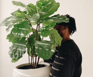 post-img-3-300x250-3 The Plant Care Chronicles: Ricky Dorn