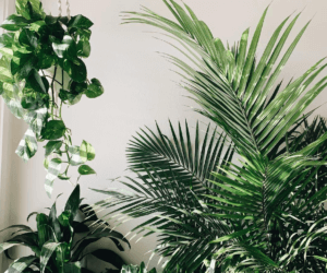 post-img-3-copy-300x250-3 The Plant Care Chronicles: Ricky Dorn