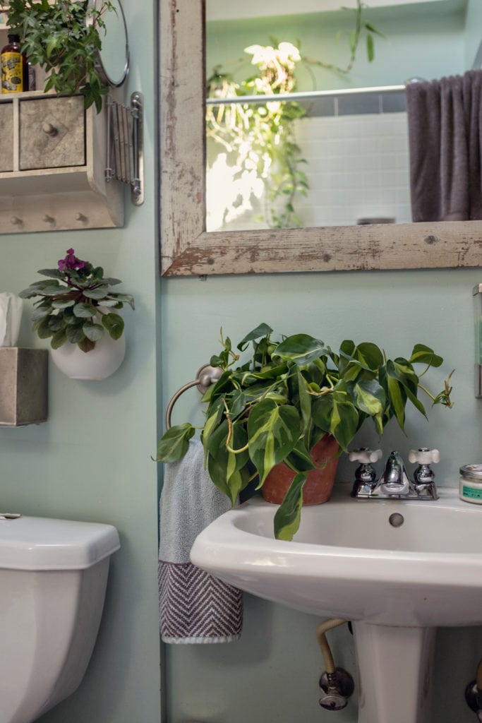 Best Plants for Your Apartment: Bloomscape Your Space Best Plants for Your Apartment: Bloomscape Your Space