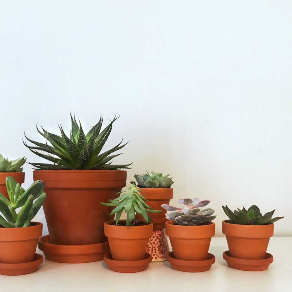 succulents-1-1024x1024-2 Plant Care Tips For Healthy Indoor Succulents | Bloomscape