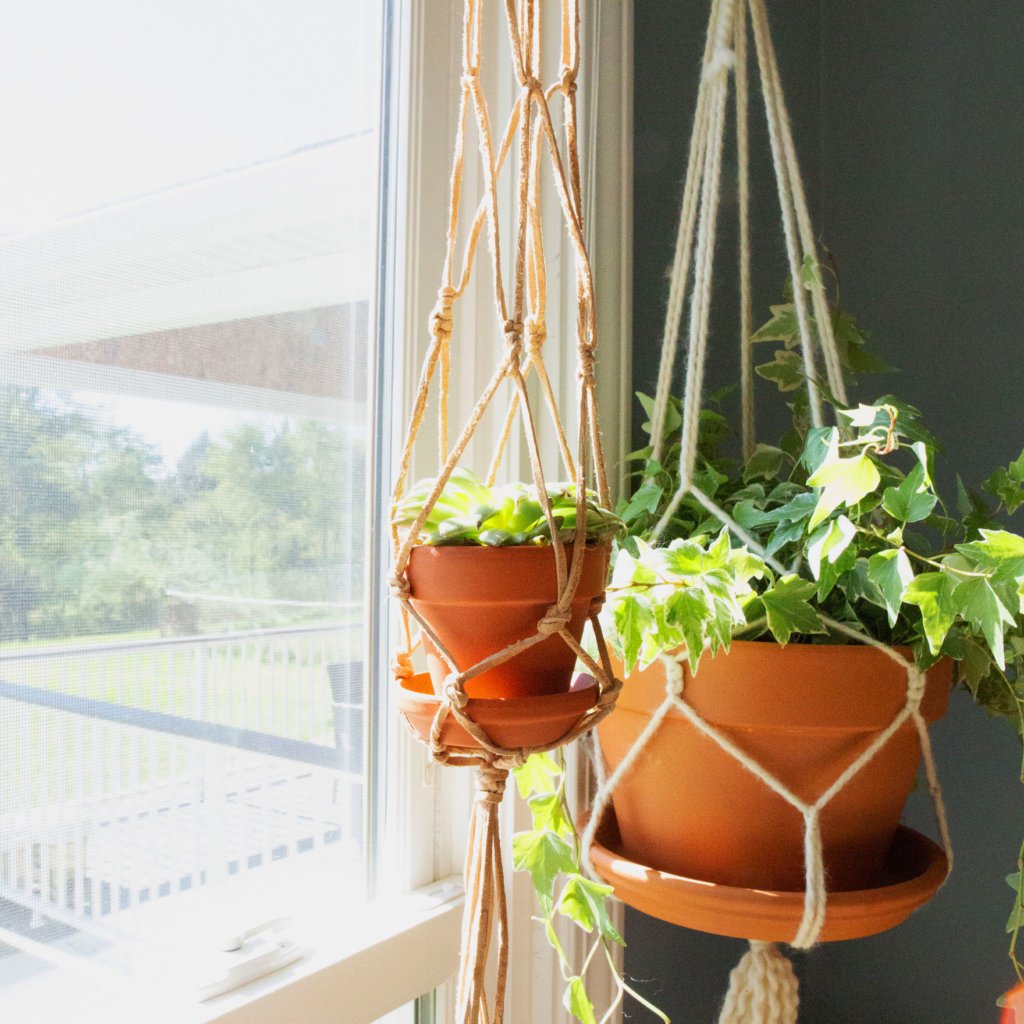 succulents-2-1024x1024-2 Plant Care Tips For Healthy Indoor Succulents | Bloomscape