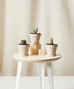 Buy Homeforest Potted Sonoran Cactus Collection