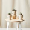 Buy Homeforest Potted Sonoran Cactus Collection