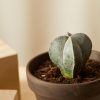 Buy Homeforest Potted Sonoran Cactus Collection