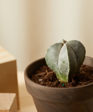 Buy Homeforest Potted Sonoran Cactus Collection