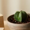 Buy Homeforest Potted Sonoran Cactus Collection