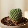 Buy Homeforest Potted Sonoran Cactus Collection
