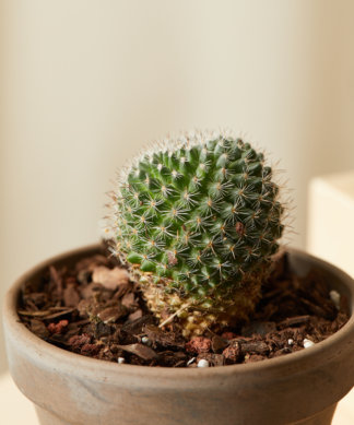 Buy Homeforest Potted Sonoran Cactus Collection