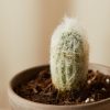 Buy Homeforest Potted Sonoran Cactus Collection
